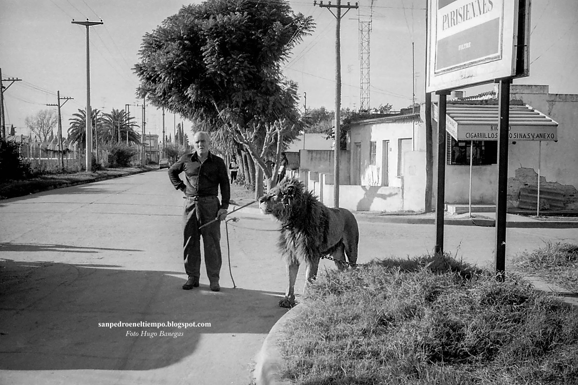 Un hombre pasea un león atado por una calle de San Pedro, 1977, Circo Real Madrid